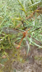 Tipula lunata