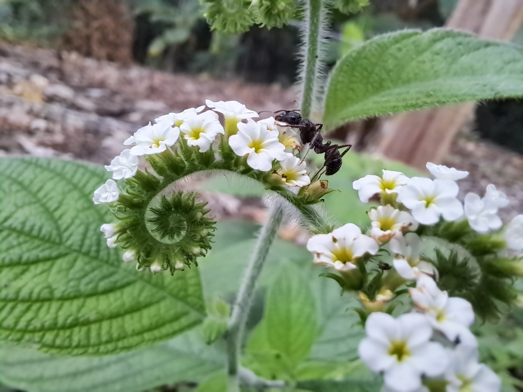 Heliotropium rufipilum