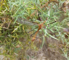 Tipula lunata