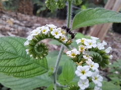 Heliotropium rufipilum