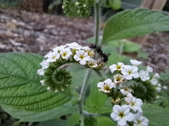 Heliotropium rufipilum