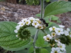 Heliotropium rufipilum