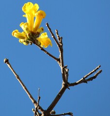 Handroanthus serratifolius