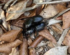 Pasimachus sublaevis