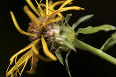 Pentanema salicinum