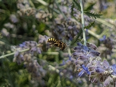 Anthidium