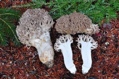 Ramaria subviolacea