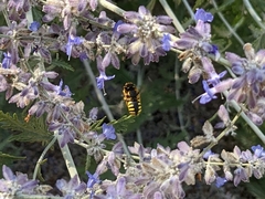 Anthidium