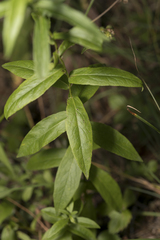 Pentanema salicinum