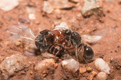 Pogonomyrmex bicolor