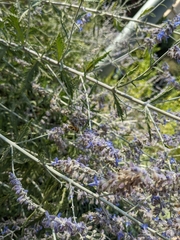 Anthidium