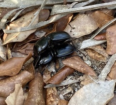 Pasimachus sublaevis