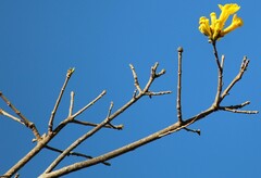 Handroanthus serratifolius