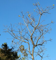 Handroanthus serratifolius