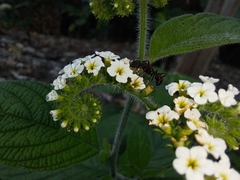 Heliotropium rufipilum