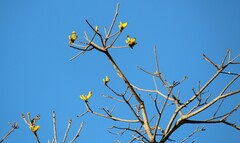 Handroanthus serratifolius