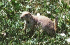 Cynomys ludovicianus