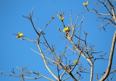 Handroanthus serratifolius