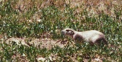 Cynomys ludovicianus
