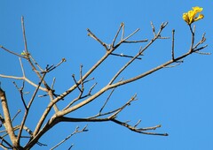 Handroanthus serratifolius