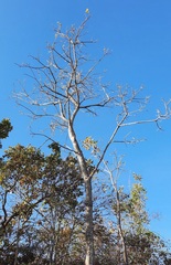 Handroanthus serratifolius