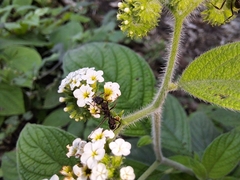 Heliotropium rufipilum