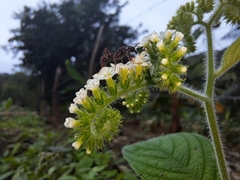 Heliotropium rufipilum