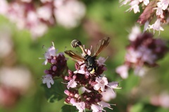 Physocephala rufipes
