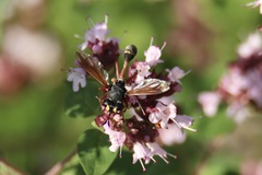 Physocephala rufipes