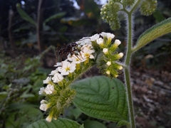 Heliotropium rufipilum