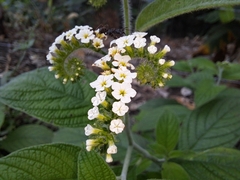 Heliotropium rufipilum