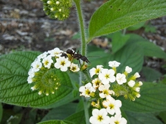 Heliotropium rufipilum