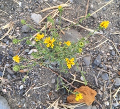 Lessingia pectinata tenuipes