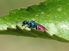 Chrysis insperata