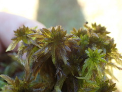 Sphagnum balticum