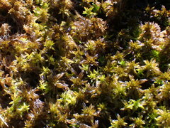 Sphagnum balticum