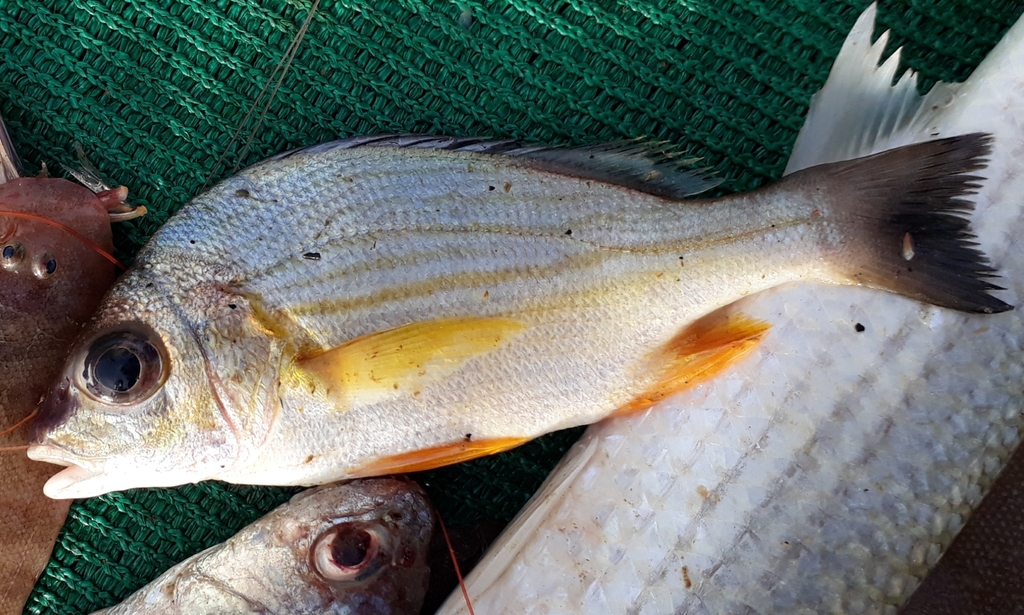 Guoraca Grunter