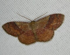 Leptostales ferruminaria