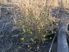 Lessingia pectinata tenuipes