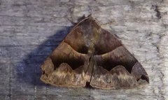Gondysia