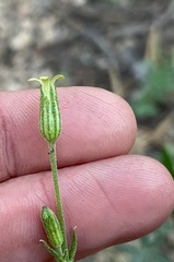 Silene invisa