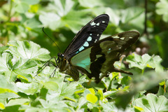 Papilio phorcas