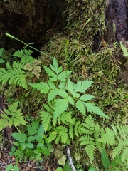 Osmorhiza purpurea