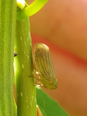 Aplos simplex