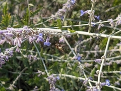 Anthidium