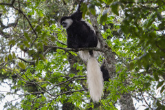 Colobus caudatus
