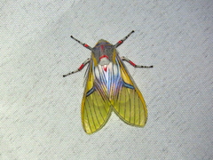 Idalus perlineosa