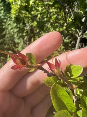 Rhododendron pilosum