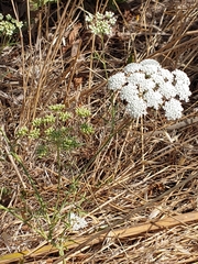 Visnaga daucoides