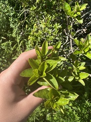 Rhododendron pilosum